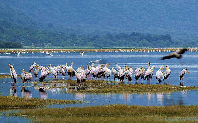 Lake Manyara National Park