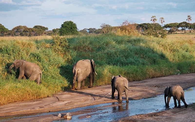 Tarangire National Park