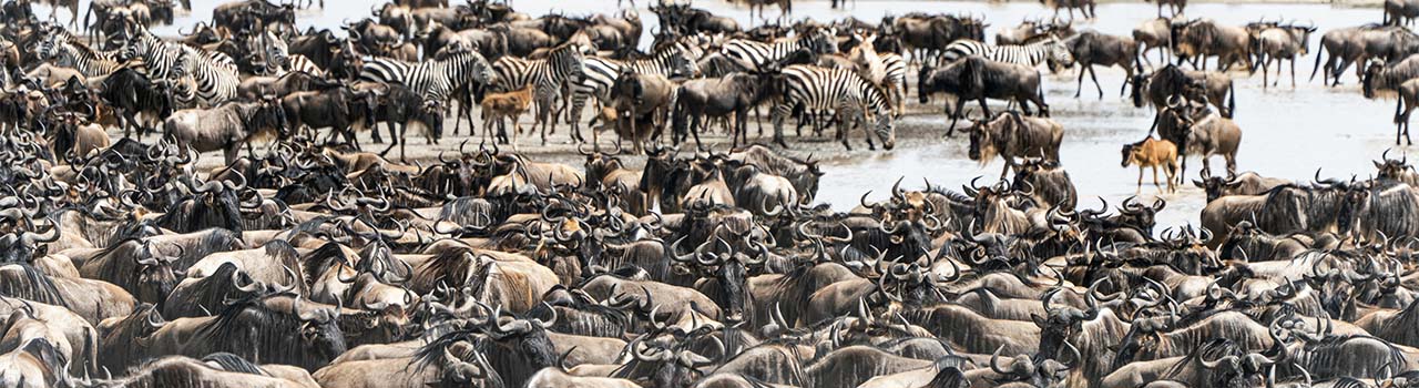 SHAMMAH WONDERS SAFARIS