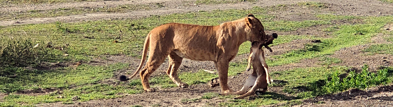 Rough & Dusty Safaris