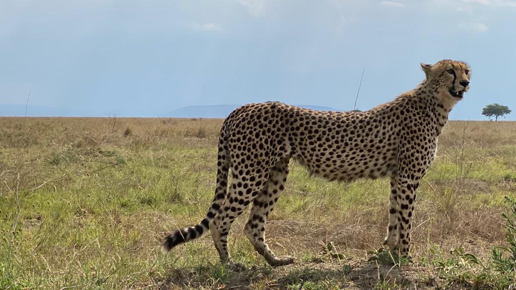 RIJAY AFRICA TRAVEL COMPANY LIMITED