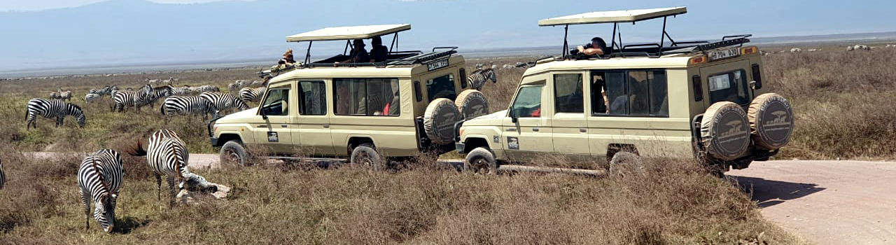 BIG LIFE SAFARI