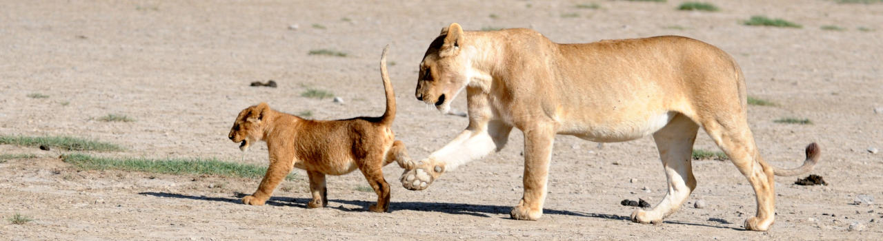 13 Days Safari Unforgettable Safari Experience Plus Zanzibar