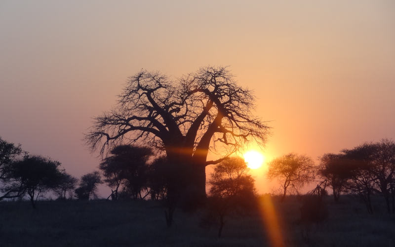 11 Days Safari Unforgettable Experience Plus Zanzibar (Spice Island)