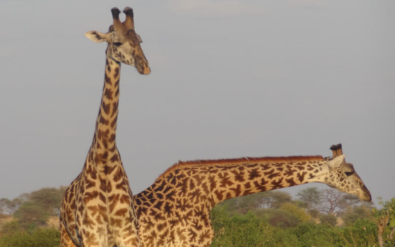 13 Days Safari Unforgettable Safari Experience Plus Zanzibar