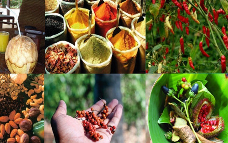 Spice Farm Tour photo