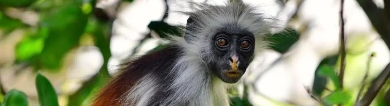 4-Day Zanzibar With Jozani Tour