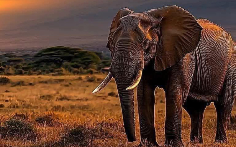 5-Day Tanzania Mid Range Wildlife Safari (All-Parks
