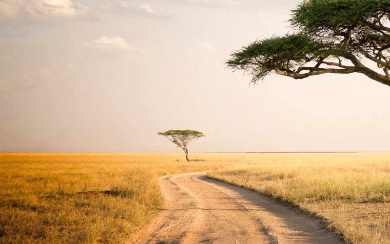 8-Day From Serengeti Plains To Zanzibar Shores