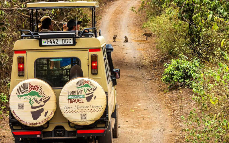 3-Day Tanzania Luxury Northern Circuit Safari (All-Year)