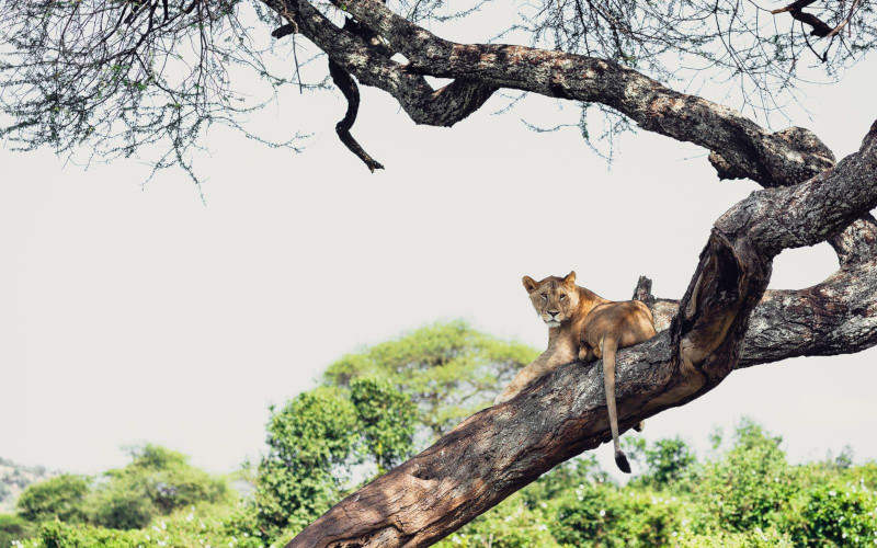 Day Tour In Lake Manyara National Park