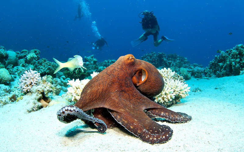 Luxurious Zanzibar Holiday Package
