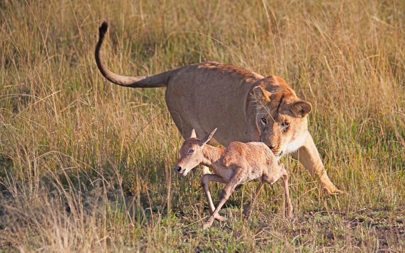 Serengeti Famous Game Park