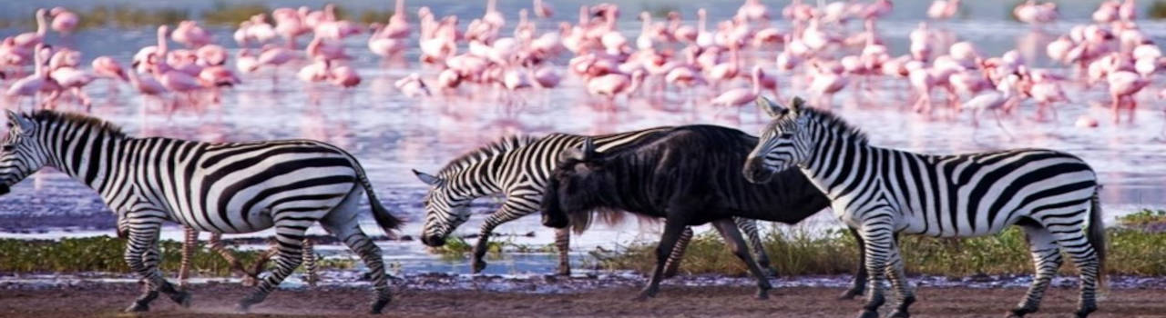 Day Tour In Lake Manyara National Park