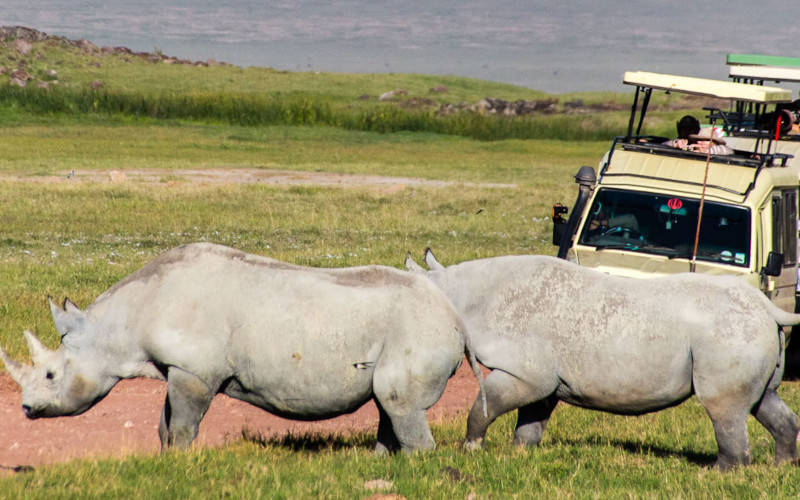 Lake Manyara National Park And Ngorongoro Crater