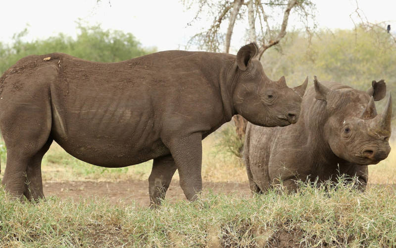 Day Tour In Mkomazi National Park
