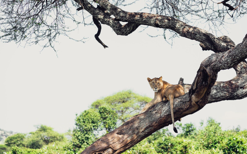 Lake Manyara National Park (3-5Hours) – Back To Arusha photo