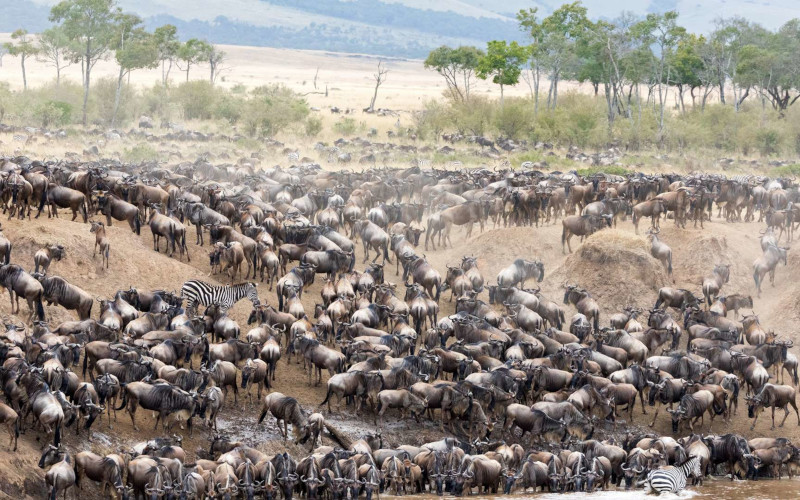 North Serengeti – Mara River Crossing photo
