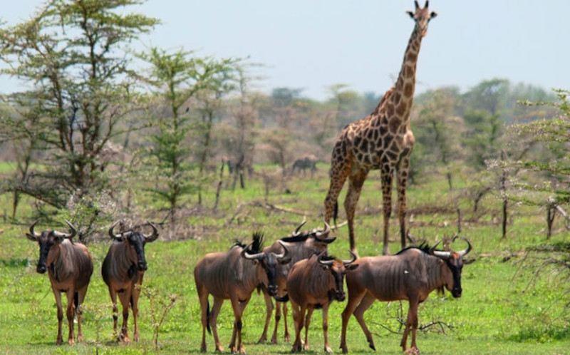 Arusha To Tarangire National Park photo
