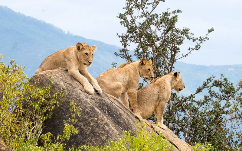 Ngorongoro Crater Tour & Return To Arusha photo