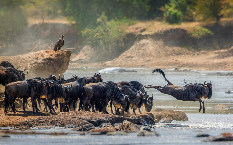 Full Day Game Drive In Serengeti (Wildebeest Migration) photo
