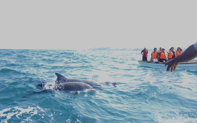 Dolphin Watching, Baraka Aquarium And Sunset Cruise photo