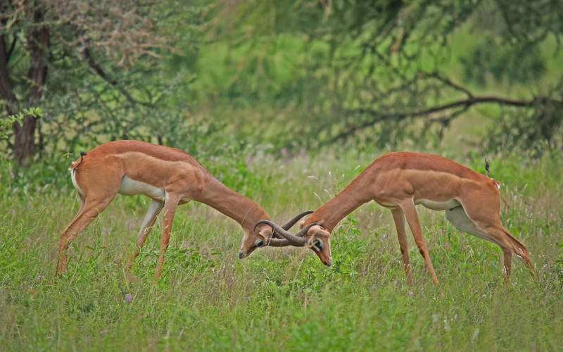 Day Tour In Tarangire National Park