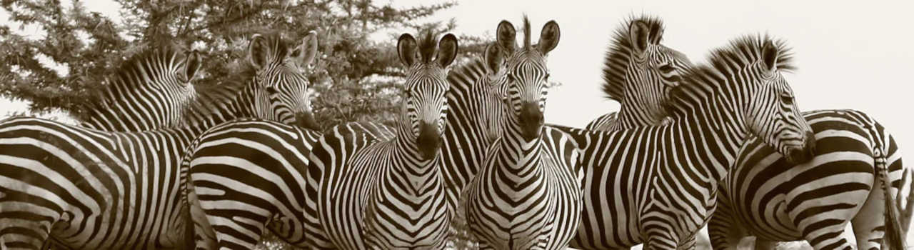 Tarangire, Serengeti & Ngorongoro Crater