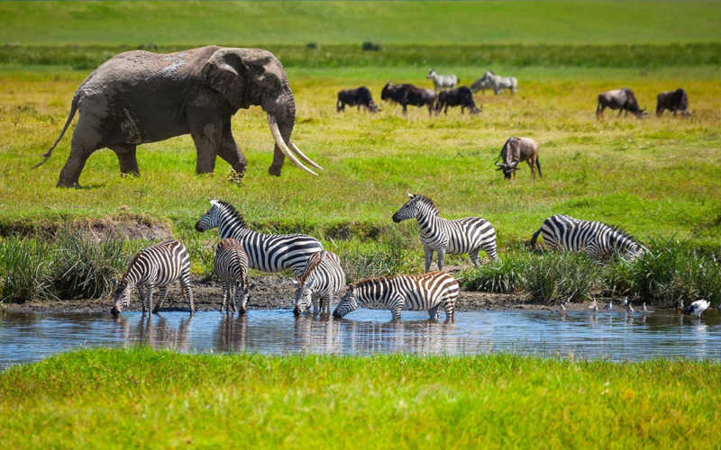 Tarangire, Serengeti & Ngorongoro Crater