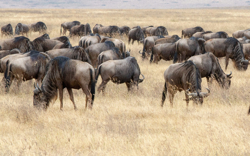 8 Days Tanzania Unforgettable Experiance