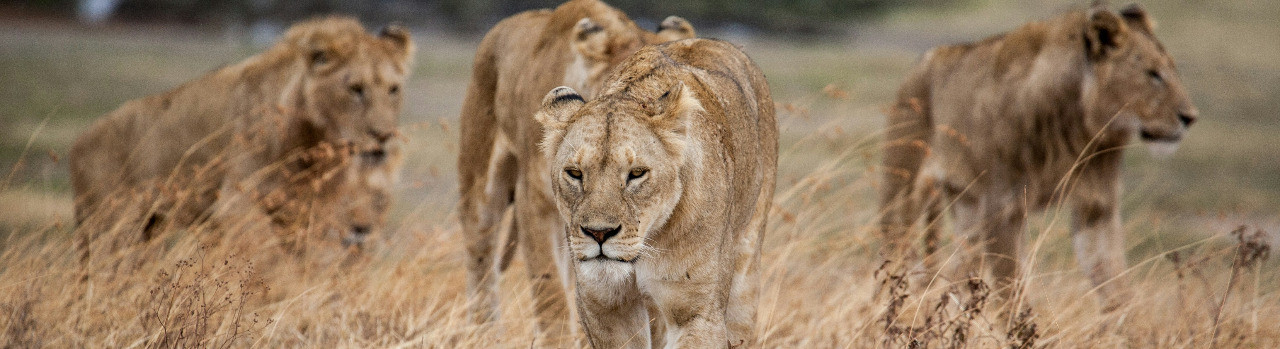 Into The Wild: Explore Tanzania In 7 Unforgettable Days