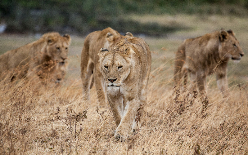11 Days Of Signature Safari & Seaside Elegance