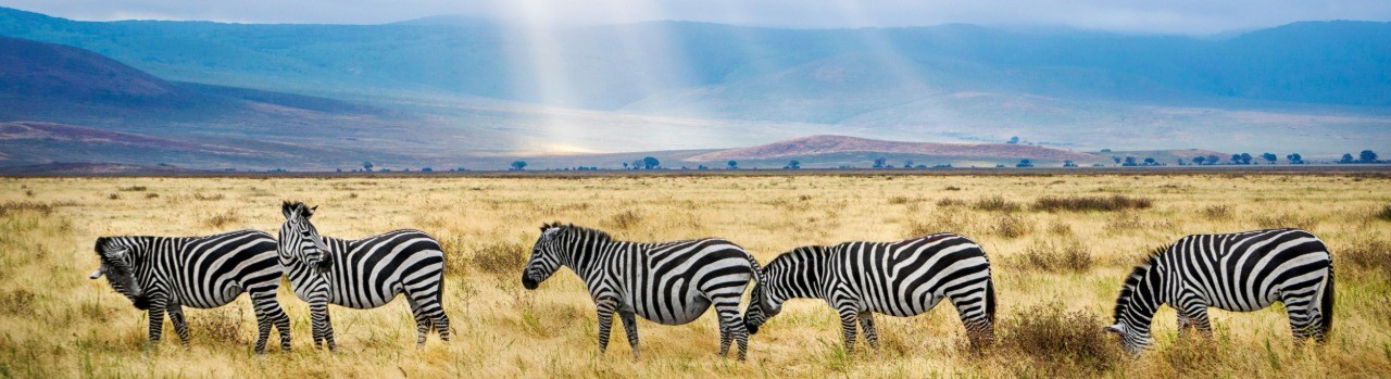 7 Days Majestic Tanzania Mid- Range Safari