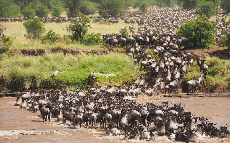 7 Days Majestic Tanzania Mid- Range Safari