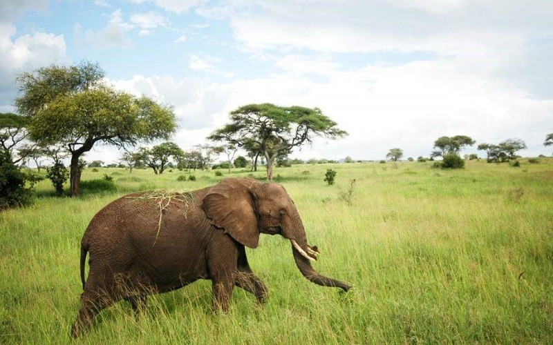 Arusha - Tarangire National Park photo