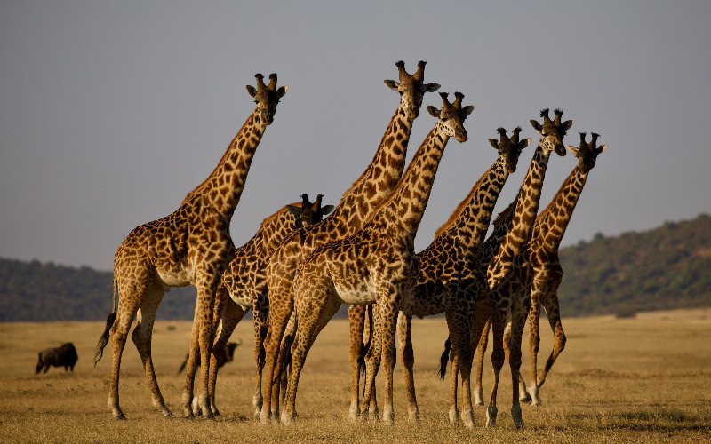 Arusha - Tarangire National Park photo