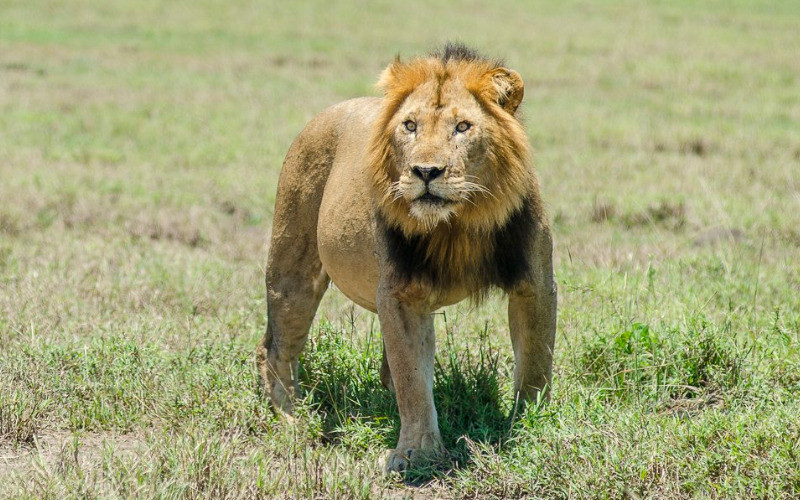 Full Day Game Drive In Central Serengeti photo