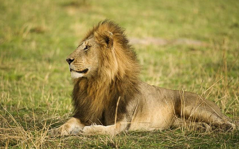 Drive To Central Serengeti photo
