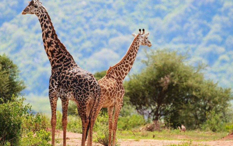 Pick Up From Kilimanjaro International Airport- Tarangire National Park photo