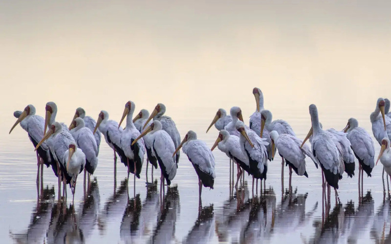 Lake Manyara National Park photo