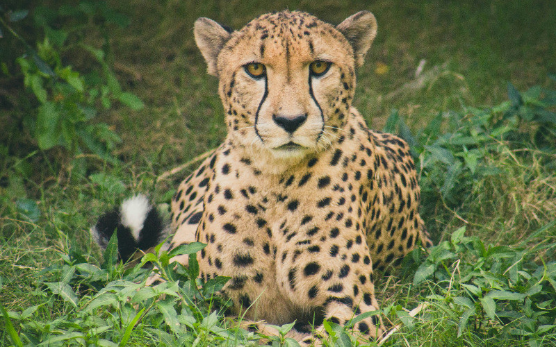 Ngorongoro Crater photo