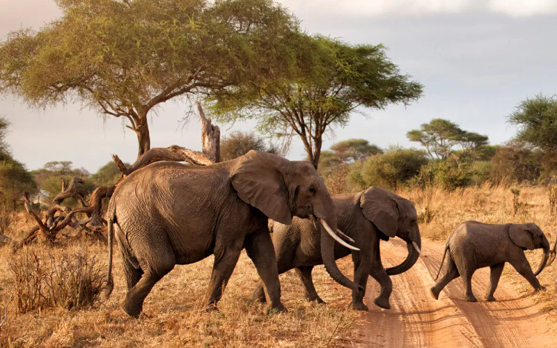 Arusha - Tarangire National Park photo