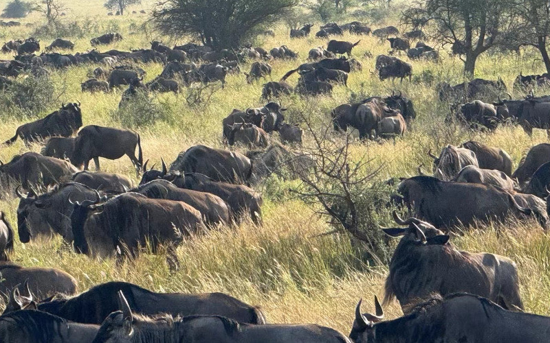 Drive To Central Serengeti photo