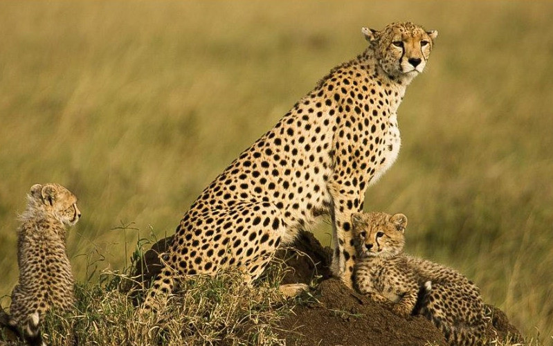 Full Day Game Drive In Central Serengeti photo