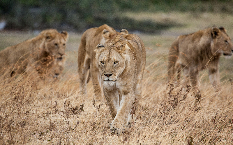 Arusha – Tarangire National Park photo