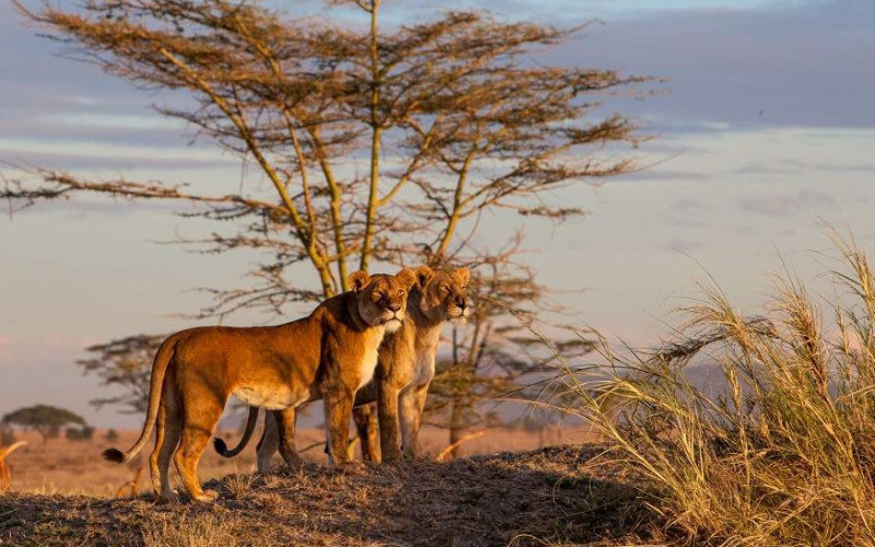 Game Drive In Northern Serengeti photo