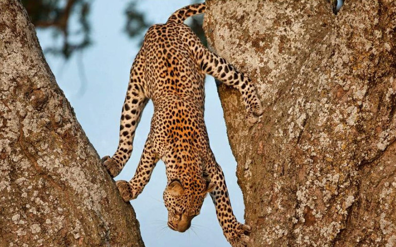 Northern Serengeti- Central -Ngorongoro- Karatu photo