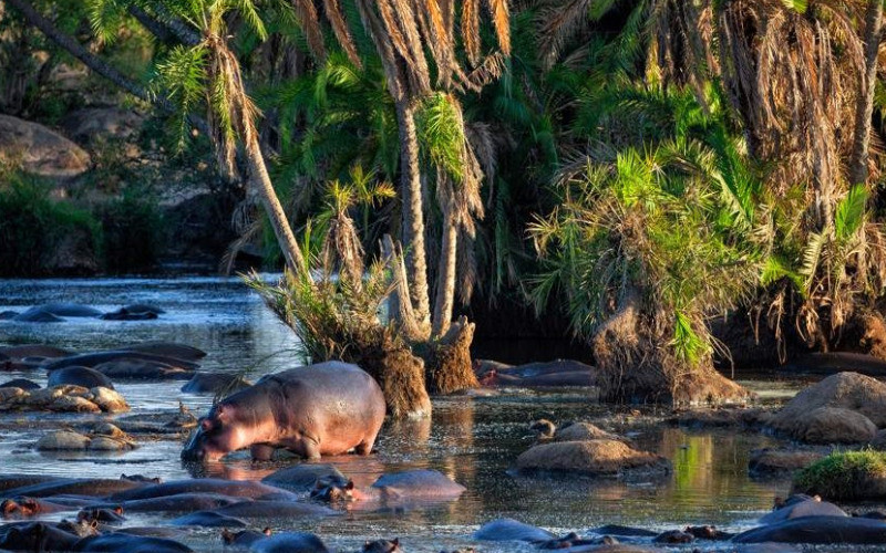 Game Drive From Central – Northern Serengeti photo