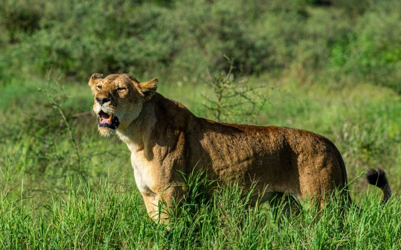 Follow The Great Migration: The River Crossings (June - December) 8 Days / 7 Nights Mid-Range Safari