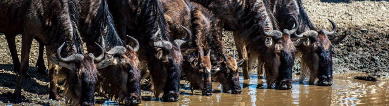 Follow The Great Migration: A 10-Day Luxury Safari (Dec - April)